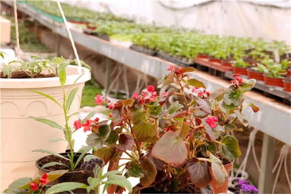 Plantor